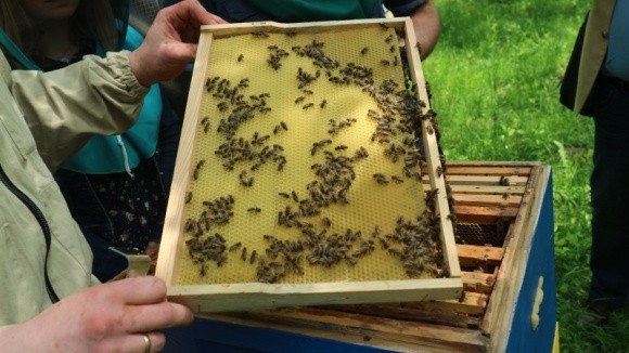 До ВР подано законопроєкт про підтримку бджільництва фото, ілюстрація