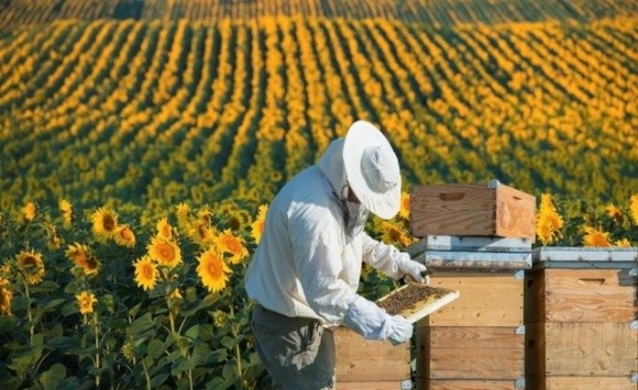 Через користолюбців бджільництво стане нерентабельним фото, ілюстрація