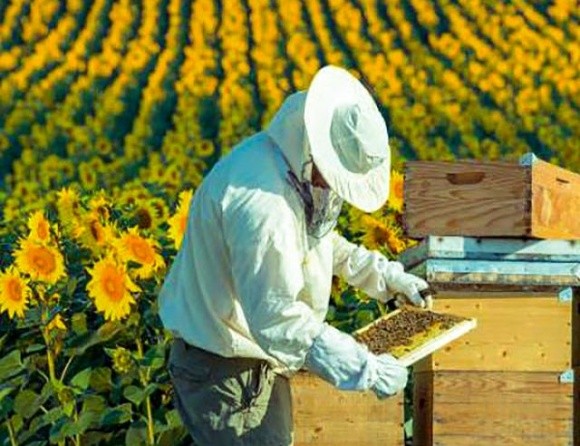 Рада пропонує не посилювати кримінальну відповідальність за знищення бджіл фото, ілюстрація