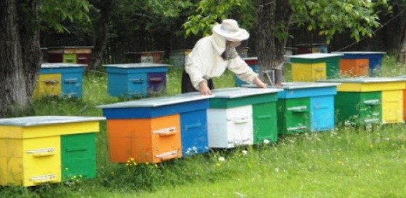 В Україні подовжили програму держпідтримки для бджолярів фото, ілюстрація