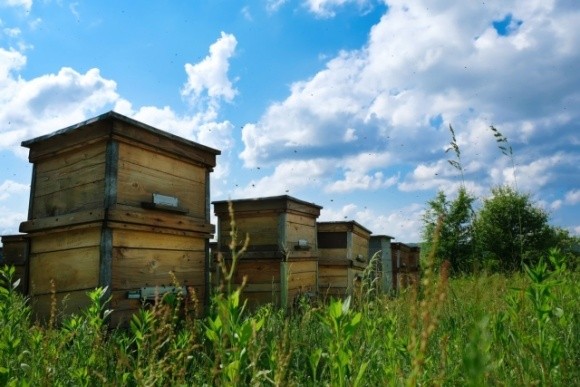 На Чернігівщіні гостро постало питання отруєння бджіл пестицидами фото, ілюстрація