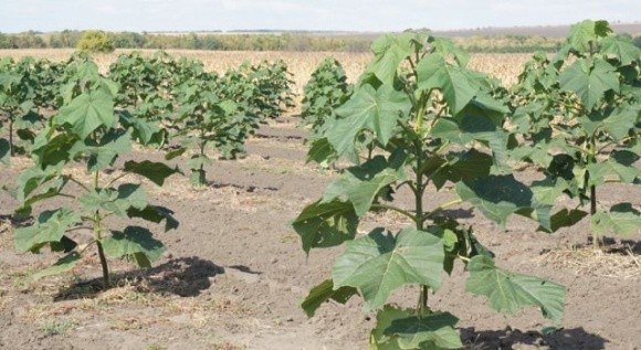 Ділянки, зруйновані видобутком бурштину, відновлять за допомогою павлонії фото, ілюстрація