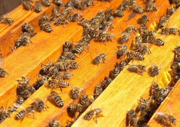 Через підгодовування цукровим сиропом гинуть бджоли? фото, ілюстрація