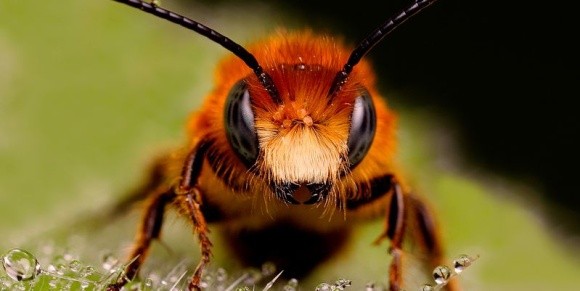 Агрохімічні компанії не згодні з висновками вчених про вплив інсектицидів на бджіл фото, ілюстрація
