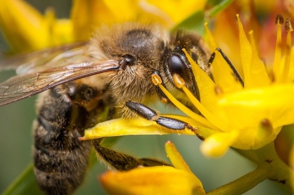 Пчеловоды выдвинули ряд требований в руководству Украины фото, иллюстрация