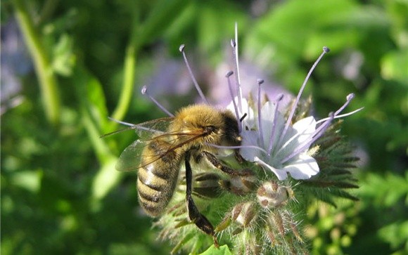 У США сповільнився темп загибелі бджіл фото, ілюстрація