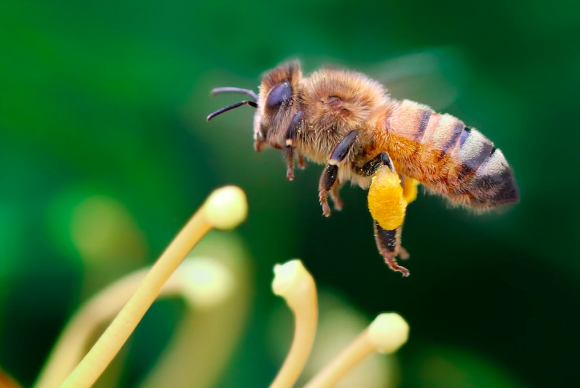 Учені назвали причину вимирання бджіл фото, ілюстрація