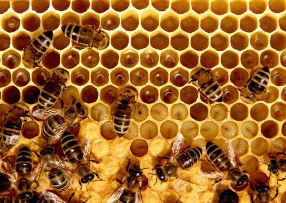 Для українського пасічника виробництво меду стає нерентабельним? фото, ілюстрація