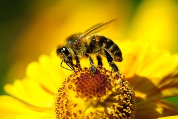 Вчені розробили протиотруту для захисту бджіл від хімікатів фото, ілюстрація