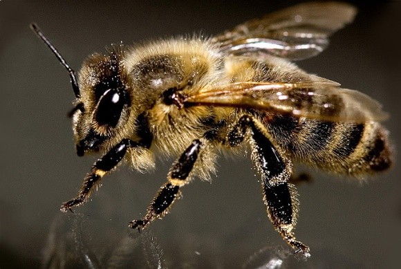 Гарвардські бджоли-роботи будуть запилювати рослини фото, ілюстрація