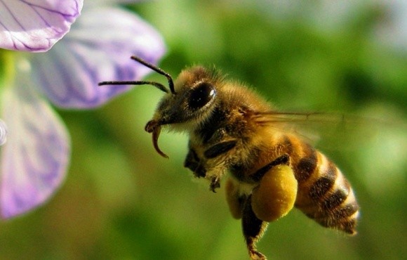 Вчені навчилися розпізнавати ефективність бджіл по їх гудінню фото, ілюстрація