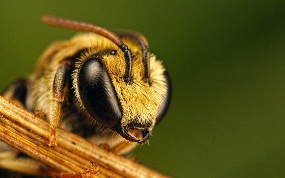 На Житомирщині за добу загинуло 215 бджолиних сімей фото, ілюстрація