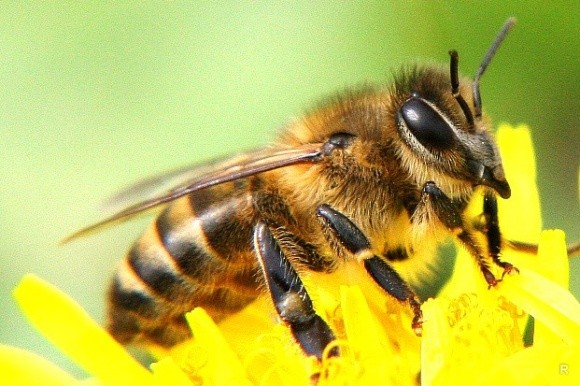 Інсектициди, застосовані за інструкцією, безпечні для бджіл, - Bayer фото, ілюстрація