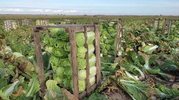 Волинське село забезпечує пекінською капустою весь регіон фото, ілюстрація