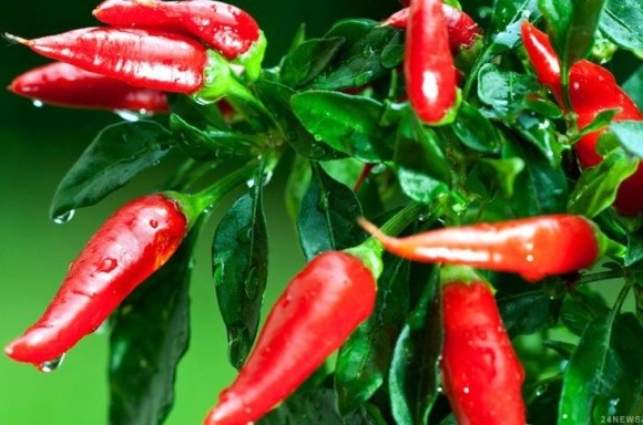 Мексиканський стартап пропонує натуральний пестицид з перцю чилі фото, ілюстрація