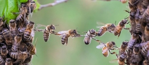  У Нідерландах провели четвертий національний перепис бджіл фото, ілюстрація