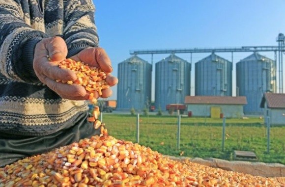 Зерно на Івано-Франківщині стане сухішим фото, ілюстрація
