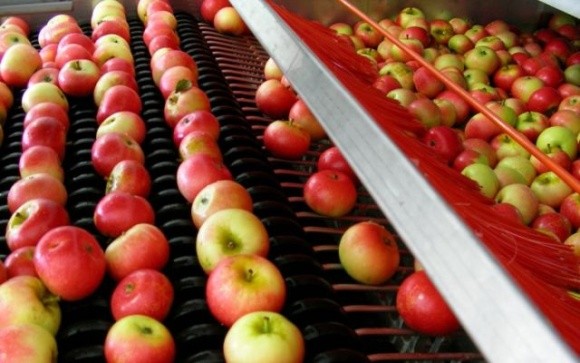 Дорогі енергоресурси змусили європейських садівників відправляти яблука на переробку фото, ілюстрація