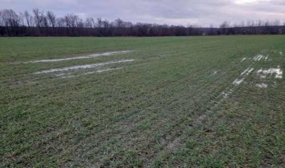 Перезволоження грунту в північних областях негативно вплинуло на стан озимини, – Укргідрометеоцентр фото, ілюстрація