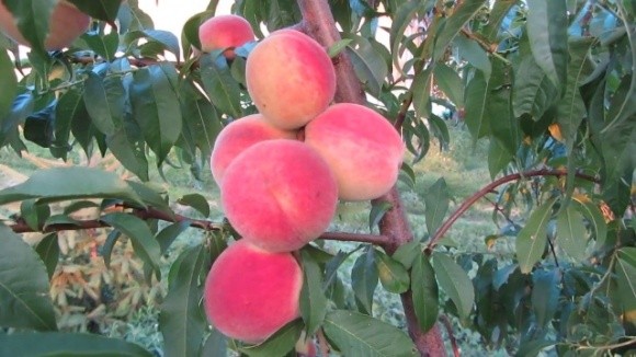 В Україні почався сезон збирання ранніх сортів персика фото, ілюстрація