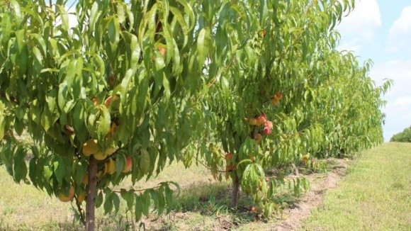 За 5 років площа персикових садів в Україні зменшилася на 21% фото, ілюстрація
