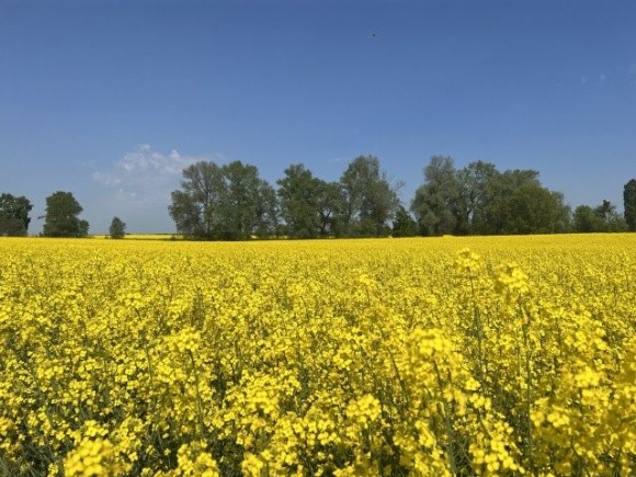 Розмаїття використання ріпаку у світі сприяє його вирощуванню  в Україні – досвід фермерів  фото, ілюстрація