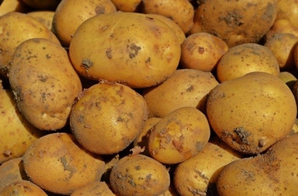 В Україну не пустили 20 тонн російської картоплі фото, ілюстрація