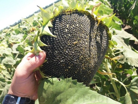 Дані про врожайність вказують на великий урожай соняшнику в Причорномор'ї фото, ілюстрація