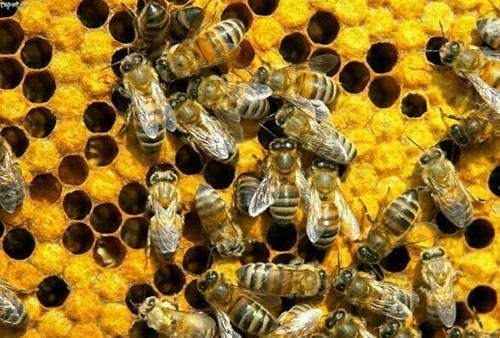 Бджолярі України втратили 120 млн грн через загибель бджіл фото, ілюстрація
