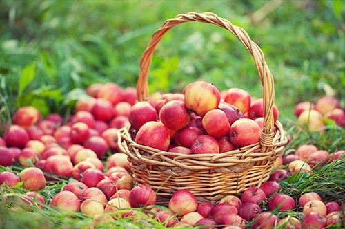 Польща втратила більше половини врожаю яблук фото, ілюстрація