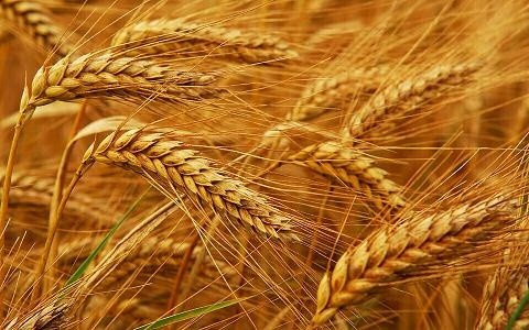 Країни ЄС наростили поставки української пшениці більш ніж в 6 разів фото, ілюстрація