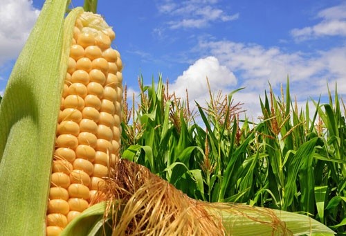 Украина вытесняет США с китайского рынка кукурузы фото, иллюстрация