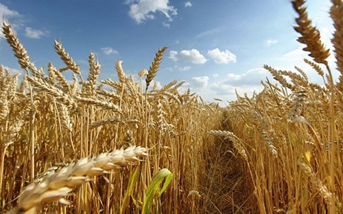 В Україні аграрні розписки можуть перетворити на цінні папери фото, ілюстрація
