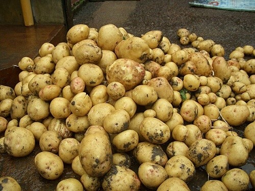 В Україні через неврожай може подорожчати картопля фото, ілюстрація