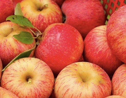 В Україні очікують близько мільйона тон врожаю яблук фото, ілюстрація