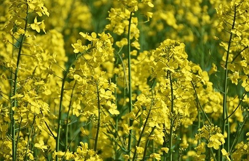 В Україні прогнозують рекордний врожай ріпаку та соняшнику фото, ілюстрація