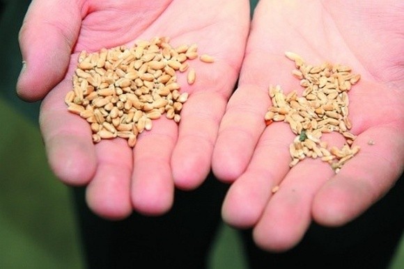 Підготовка партій пшениці за якістю — основа успішної торгівлі з Європою фото, ілюстрація