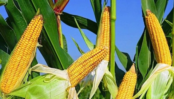 Аналітики прогнозують підвищення цін на кукурудзу фото, ілюстрація