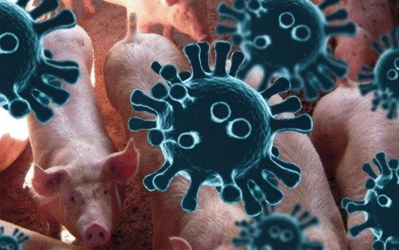 Коронавирус может представлять опасность для свиней фото, иллюстрация