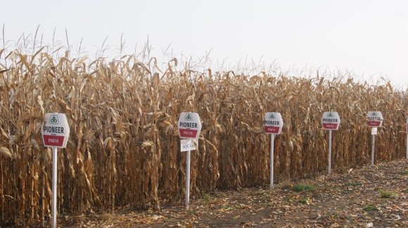 Кукурудза Pioneer® знов у лідерах з врожайності фото, ілюстрація