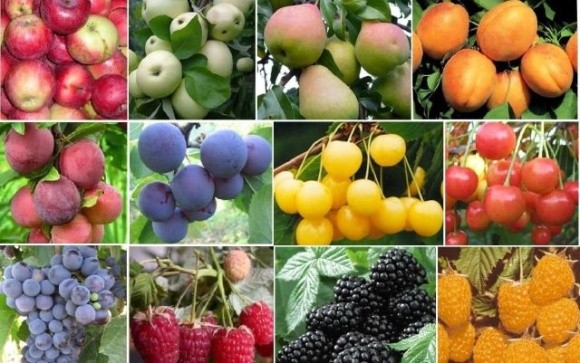 Вирощування плодово-ягідних культур на Львівщині стає прибутковішим фото, ілюстрація