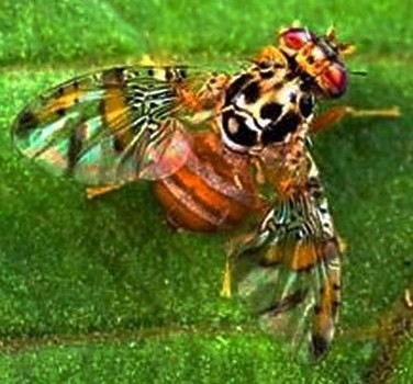 В Аргентині хочуть побороти плодову муху екологічними технологіями фото, ілюстрація