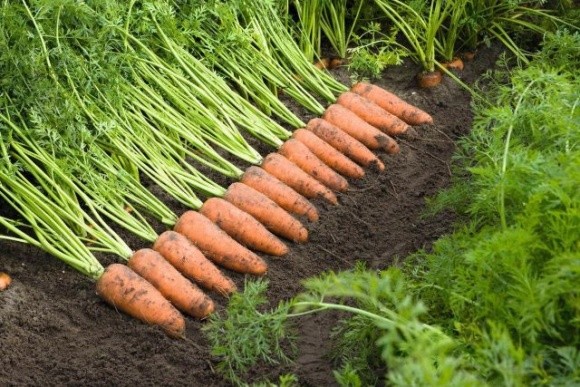 У нетиповому для цієї пори подорожчанні моркви винні дощі та зменшення виробництва фото, ілюстрація