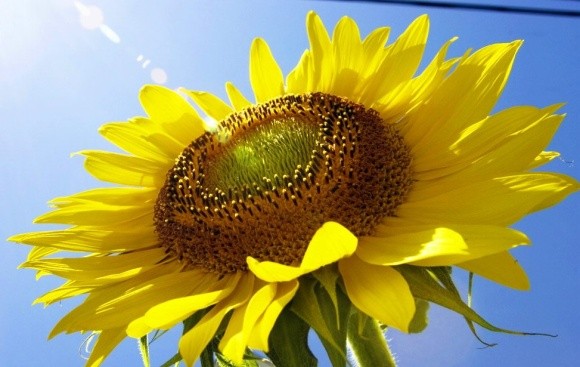 Ціни на високоолеїновий соняшник приємно вразять аграріїв фото, ілюстрація