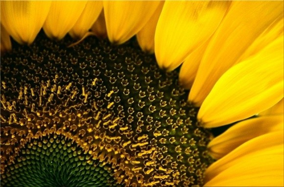 DuPont Pioneer запустить на Полтавщині лінію з виробництва насіння соняшнику фото, ілюстрація