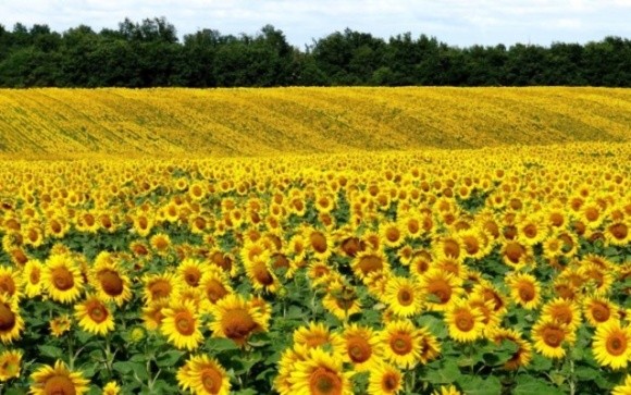 Стійкий до гербіцидів соняшник набирає популярності в Україні і у світі фото, ілюстрація