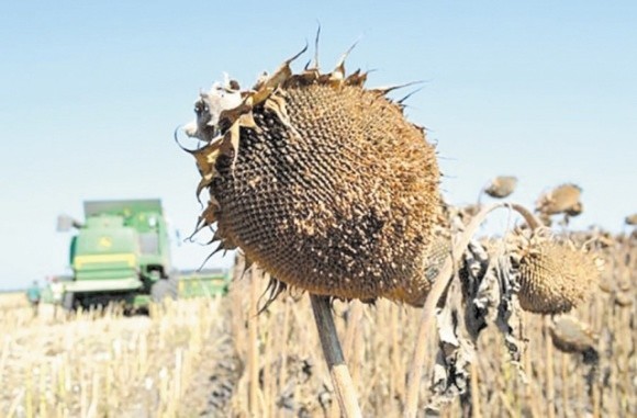 На Кіровоградщині види на врожай кукурудзи та соняшника невтішні… фото, ілюстрація