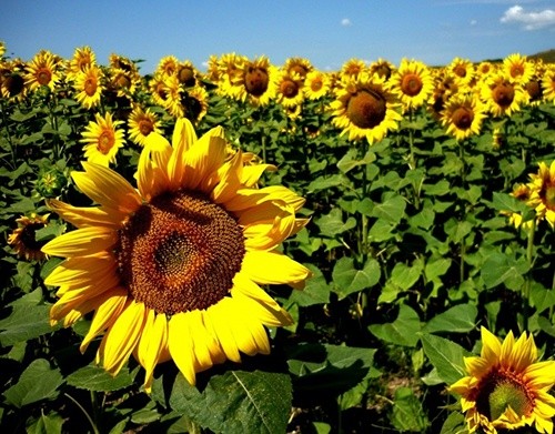 Україна виступила драйвером зниження прогнозу світового врожаю соняшнику фото, ілюстрація