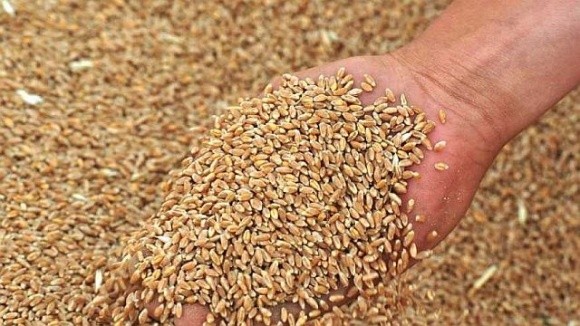 На Україну чекає зменшення врожаїв і погіршення якості зерна, – Павло Коваль фото, ілюстрація