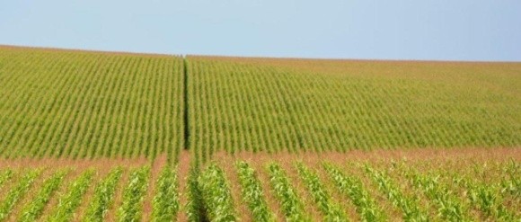 На Сумщині аграрії збільшують посіви та валове виробництво соняшника і кукурудзи фото, ілюстрація